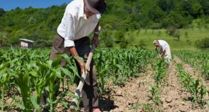 Solamente el 15% de los agricultores poseen título de propiedad