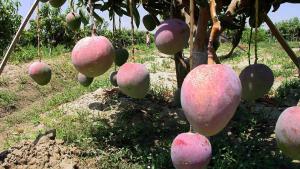 Solo la mitad de plantaciones de mango en el valle piurano de San Lorenzo se están regando