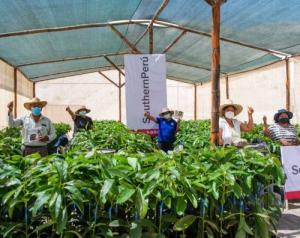 Southern Perú ejecuta proyecto de producción de palta en sierra de Tacna