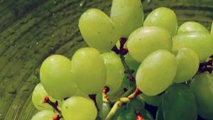 Sudáfrica rompe récords en exportación de uvas de mesa y aumenta presencia en Estados Unidos
