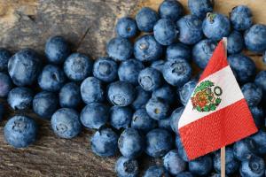 Superficie de arándanos en Perú creció 12% en 2025, pasó de 26.600 a 30.000 hectáreas