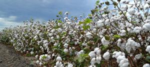 Superficie sembrada de algodón se redujo casi a la mitad en los últimos cinco años