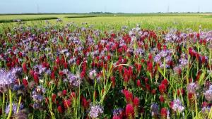 Syngenta destaca la iniciativa por la diversidad biológica del Ministerio del Ambiente