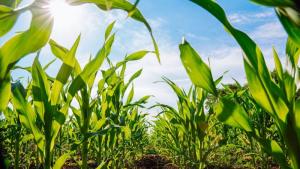 Syngenta presentó su nueva estrategia ‘Horizonte Sostenible’