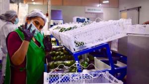 Tacna: Productores del Valle de Cinto procesan y exportan palta Hass directamente a Chile