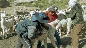 Tacna: vacunarán a más de 75,000 camélidos para enfrentar impacto de las heladas