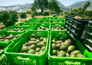 TALSA EXPORTÓ 7 MIL TONELADAS DE PALTA HASS ESTE AÑO