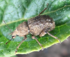 TECNOLOGÍA COMBATIRÁ GORGOJO DE LOS ANDES EN CULTIVO DE LA PAPA