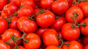 Tomate peruano llegó a 11 países en diciembre de 2024