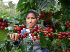 TRANSFIEREN AL MINAGRI S/ 36.7 MILLONES PARA ATENDER CULTIVOS DE CAFÉ