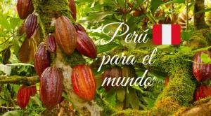 Tres cacaos peruanos se ubicaron entre los 50 mejores cacaos del mundo