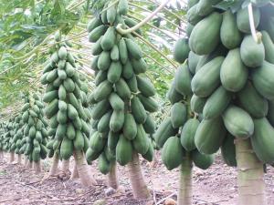 UCAYALI: PRODUCCIÓN DE PAPAYA DISMINUYÓ 95%