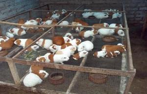 UN TOTAL DE 1.456 BENEFICIARIOS DE AGROIDEAS FORTALECERÁN SUS NEGOCIOS 