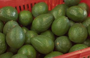 Una importante importadora estadounidense impulsa los programas de cítricos de verano y de aguacates peruanos