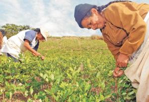 UNODC: PERÚ REDUJO EN CASI 13.9% SU ESPACIO COCALERO EN 2014