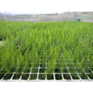 US$50 MIL SE NECESITARÍAN PARA PROGRAMA DE FITOMEJORAMIENTO DE ESPÁRRAGOS