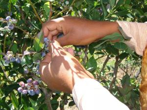 USDA FINANCIARÁ PROYECTO DE CULTIVO DE ARÁNDANOS DE US$ 4.75 MILLONES