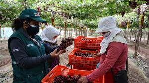 Uva de mesa peruana resiste a la crisis y tiene asegurados volúmenes de exportación