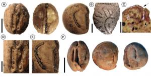 Uva fósil revela que extinción de los dinosaurios dio paso a la expansión de la vid