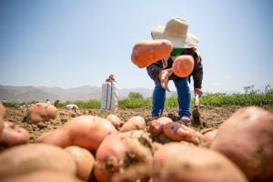 Valor Bruto de la Producción de papa en nuestro país alcanzó los S/ 2.407.9 millones en 2020