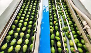 VII Congreso Latinoamericano de la Palta reunirá a expertos en Lima