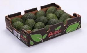 Volumen de palta israelí se reducirá entre 30% y 40% en la campaña 2022-2023