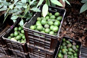 Westfalia expande sus operaciones de palta en Mozambique