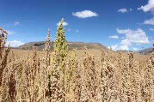 WIRACCOCHA EXPORTARÍA 3200 TONELADAS DE QUINUA ORGÁNICA EN 2015