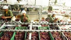 ADEX: Acceso a China y a otros mercados ayudará a mantener liderazgo mundial de la uva