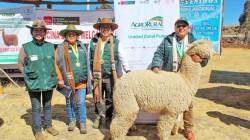 Agro Rural entregó 78 alpacas reproductoras en Puno