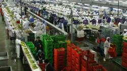 Agroexportaciones concentraron 10.48% de las exportaciones totales este primer semestre