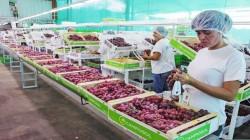 Agroexportaciones sumarían alrededor de US$ 15.000 millones al cierre de 2025