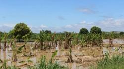 Alerta: desbordes de ríos en Tumbes por lluvias inundan 6.196 hectáreas de cultivo