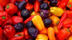 Alrededor de 11 mil pequeños productores se dedican al cultivo de capsicum en Perú