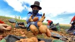 Amenaza fitosanitaria pone en riesgo producción de papa en el Perú