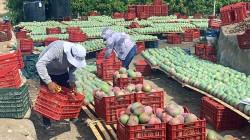 Anomalías térmicas y acoplamiento océano-atmósfera amenazan la campaña de mango