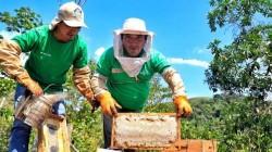 Apicultura generó ingresos a 408 familias del VRAEM en 2025