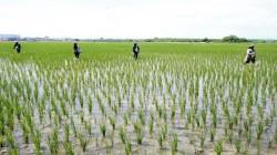 Arroceros del Altomayo y Huallaga Central disponen de nuevo cultivo de arroz: La Unión 23