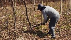 Bloom Fresh consigue la eliminación de 110 hectáreas de variedades plantadas ilegalmente en Perú