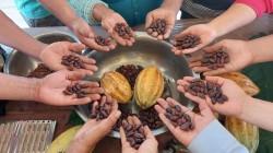 Cacaoteros de Piura tienen hasta mañana para participar en el Concurso Regional del Cacao