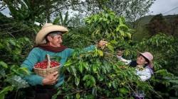 Cajamarca lidera las exportaciones de café y concentra la mitad del mercado nacional