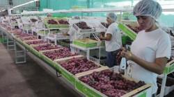 Capacitan al sector exportador sobre el marco Novel Food de la Unión Europea