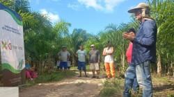 Caynarachi apuesta por el palmito y acaí en San Martín