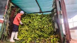 Comunidades nativas de Ucayali logran histórico acuerdo comercial de plátano sostenible