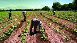 Confiep entrega propuestas al Gobierno para reactivar la economía, con un capítulo para el agro