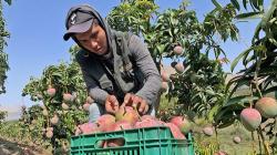 Conveagro rechaza propuesta del Midagri de suspender siembra de mangos por tres años