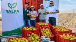 Cooperativa tacneña colocará hasta 20 Tm de naranja en mercados mayoristas de Lima