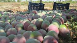 “Crisis del mango se genera por un vacío de información entre el campo y el mercado”