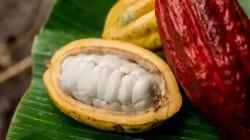 Descubren 4 nuevos grupos genéticos de cacao peruano en Amazonas