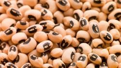 Despachos de frijol castilla peruano sumaron US$ 1.8 millones en el primer trimestre del año